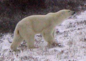 Future, Mother bear climbing the hill to check for hazards
 while her cubs wait in the willows by the lake