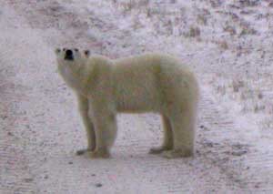 Future, Mother Bear Checking for Hazards before Signalling to
 Her Cubs to Join Her