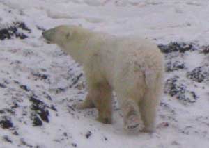 Young Male Polar Bear Strolling Over Piles of Frozen Kelp
